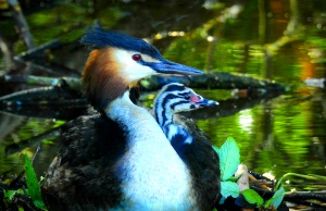 Great crested grebe with chicks