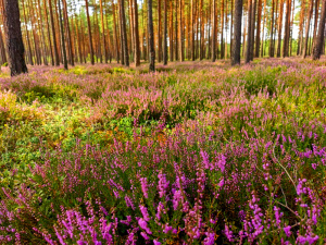 Heather in the pine forest
