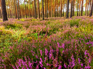 Heidekraut im Kiefernwald