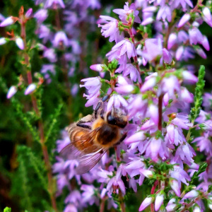 Heidekraut mit Biene
