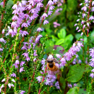 Biene auf Heidekraut