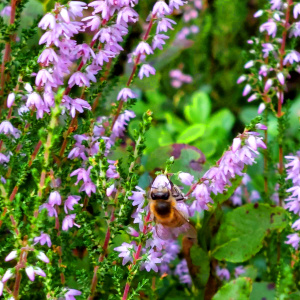 Bee on heather