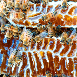 Honigwabe mit Bienen