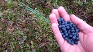 Heidelbeeren in Hand