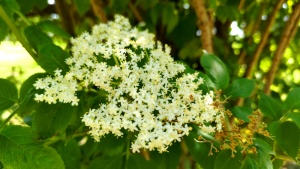 Elderflower