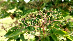 Unripe elderberries