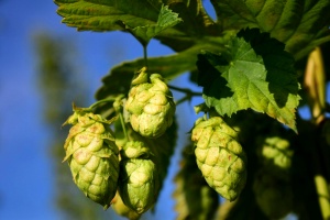 Hopfen