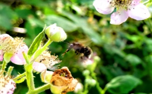 Hommel bij een frambozenbloesem