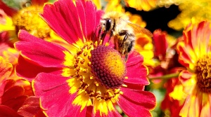 Hommel op bloem