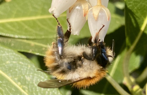 Field bumblebee sucking nectar