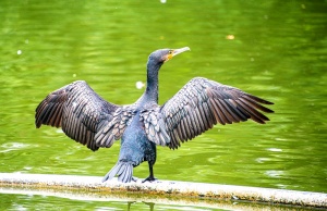 Cormorant