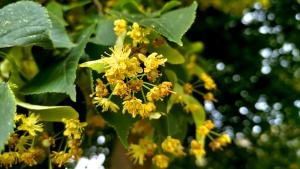 Linden blossoms