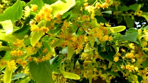 Linden blossoms