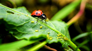 Ladybugs