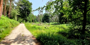 Mixed forest Reichswald