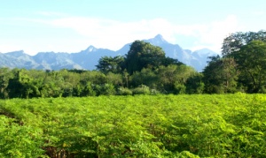 Moringa Plantage