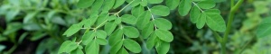 Moringa branch