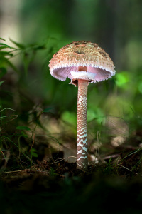 Parasol mushroom