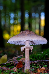 Giant umbrella mushroom