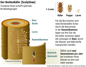 „Fortpflanzung Borkenkäfer