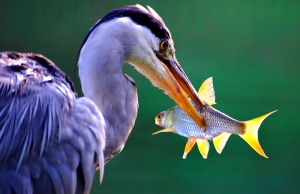 Reiger met vis