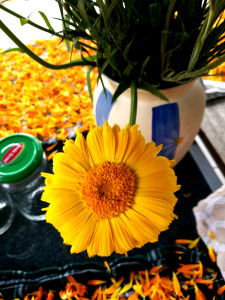 Ringelblumensalbe aus Öl - Mazerat mit Aspermühlen-Bienenwachs 