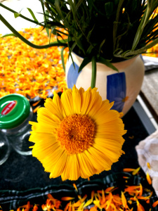 Ringelblumensalbe aus Öl - Mazerat mit Aspermühlen-Bienenwachs