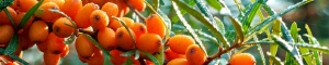 Sea buckthorn berries