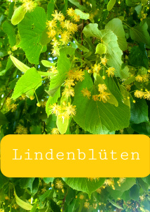 Lindenblüten