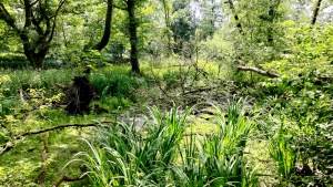 Swamp at the Niers