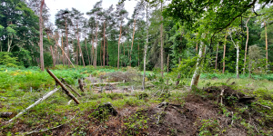 Totholz im Reichswald