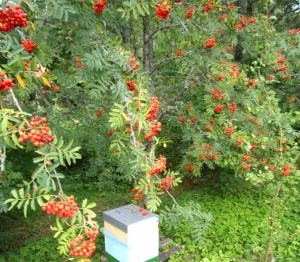 Vogelbeerbaum