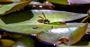 Wasp quenches its thirst