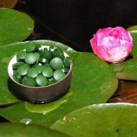 Chlorella pyrenoidosa tablets - Premium quality 