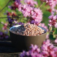 Psyllium Seeds, yellow 