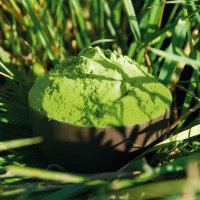 Barley Grass powder - Premium quality image 1