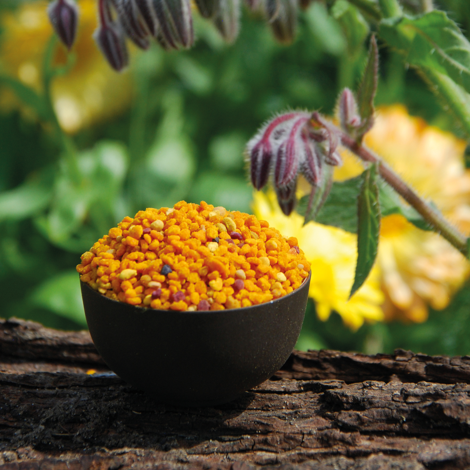 Blütenpollen aus Ungarn/Lettland - 1A Imkerqualität 1kg