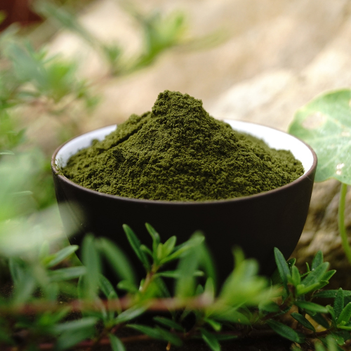 Barley grass juice powder 