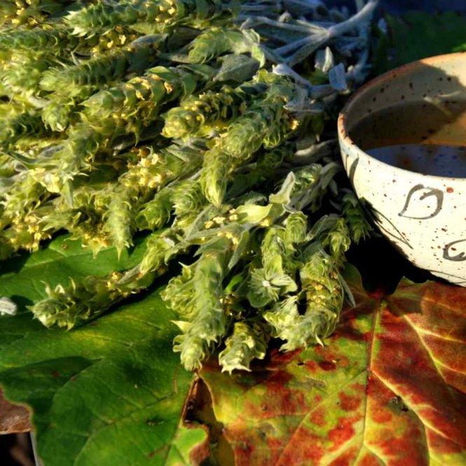 Greek mountain tea - ironwort - Sideritis scardica 