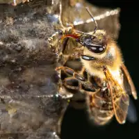 Propolis poeder - gereinigd, wasvrij beeld 2