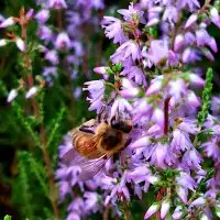 Wild heather honey from the deepest forests of Latvia image 2
