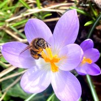Organic Bee Pollen image 3