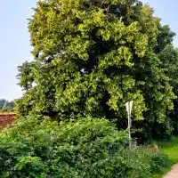 Cremiger Lindenblütenhonig Bild 3