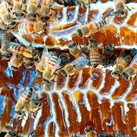 Wild heather honey from the deepest forests of Latvia image 3