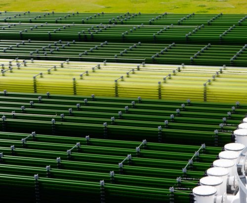 Organic Chlorella capsules from glass tubes Cultivation in Europe image 2