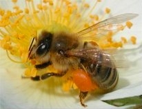 Hochaktive spanische Blütenpollen Bild 3