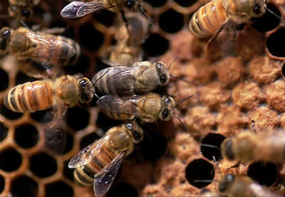 Propolis stukken - gereinigd beeld 3