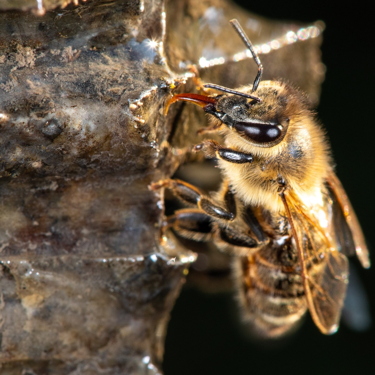 Propolis stukken - ruw - 1A kwaliteit beeld 2