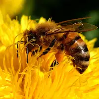 Perga - bee bread image 4