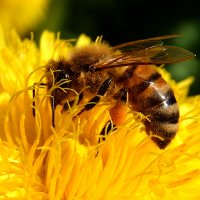 Biologische bloemenstuifmeel - premium kwaliteit - kbA beeld 4